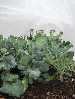 All-Purpose Garden Fabric -Garden Supplies 32646 7940 tif