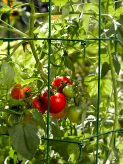 Tomato Cages, Set Of 4 -Garden Supplies 34182 588 tif