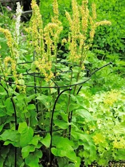 Essex Plant Supports 11 Essex Plant Supports -Garden Supplies 37423 200 tif