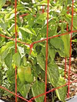 Pepper And Eggplant Cages, Set Of 3 -Garden Supplies 37464 567 tif