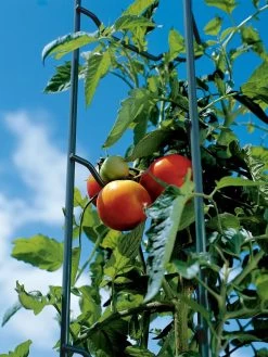 Tomato Ladders, Set Of 3 -Garden Supplies 38184 003E tif
