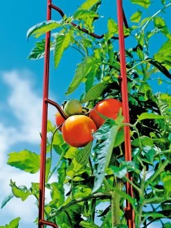 Tomato Ladders, Set Of 3 -Garden Supplies 38185 003E tif