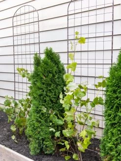 Jardin Flower Trellis 5 Jardin Flower Trellis -Garden Supplies 38689 6002 tif