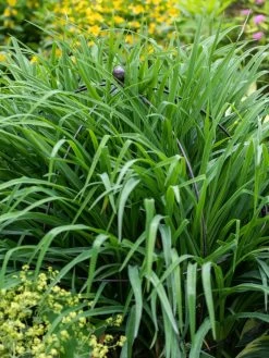 Jardin Bird Cage Support, 26" -Garden Supplies 39 521 0073 tif