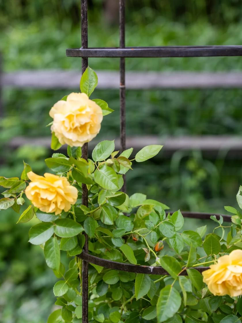 Jardin Round Obelisk, 7' 2 Jardin Round Obelisk, 7' - Image 2