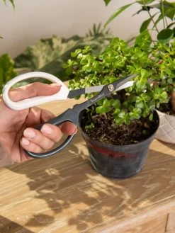 Japanese Pruning Scisssors 12 Japanese Pruning Scisssors -Garden Supplies 3 4 crop 8612968 0092