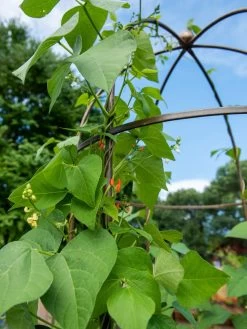 Jardin Tower -Garden Supplies 3 4 crop 8612997 0058