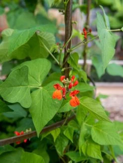 Jardin Tower -Garden Supplies 3 4 crop 8612997 0059