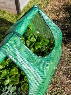 Multi Cloche -Garden Supplies 3 4 crop 8613213 0240