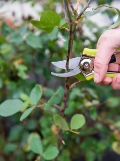 Pocket Pruners -Garden Supplies 8586314 027 tif