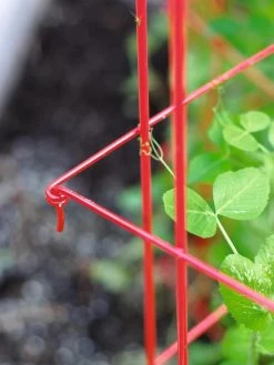 Tall Expandable Pea Trellis -Garden Supplies 8587061 010 tif