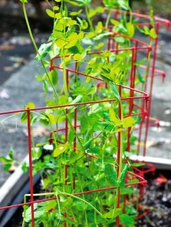 Expandable Pea Trellis 6 Expandable Pea Trellis -Garden Supplies 8587061 100 tif