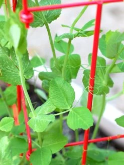 Tall Expandable Pea Trellis -Garden Supplies 8587061 101 tif 1