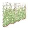 Tall Expandable Pea Trellis