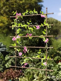 Jardin Ladder Trellis -Garden Supplies 8587107 083 tif