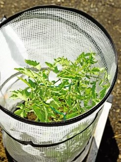 Pop-Up Tomato Accelerator -Garden Supplies 8589749 4176 tif