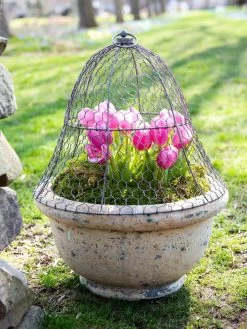 Chicken Wire Cloche -Garden Supplies 8590210 021 tif