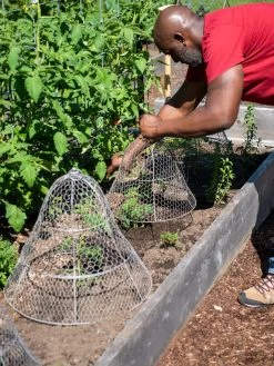 Chicken Wire Cloche With Extension -Garden Supplies 8590210 0442 tif