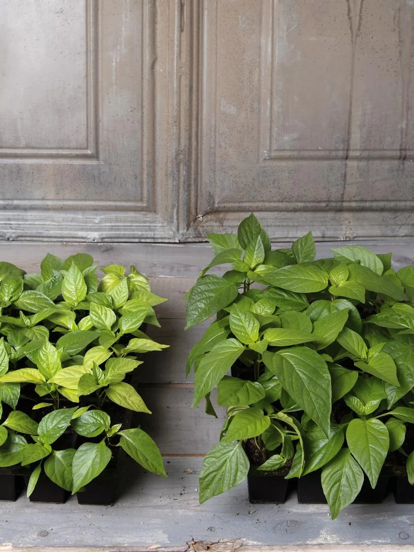 Organic Potting Mix, 20 Quarts 2 Organic Potting Mix, 20 Quarts - Image 2