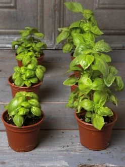 Organic Self-Watering Potting Mix, 20 Qts. 11 Organic Self-Watering Potting Mix, 20 Qts. -Garden Supplies 8592212 3979 001E tif 3