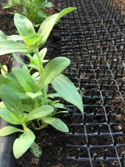 Cat Scat Mat -Garden Supplies 8592448 03CUST tif