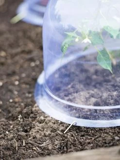 Medium Garden Cloches, Set Of 6 -Garden Supplies 8593985 9441 tif