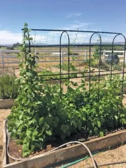 Titan Pea Tunnel 8 Titan Pea Tunnel -Garden Supplies 8596275 01CUST tif