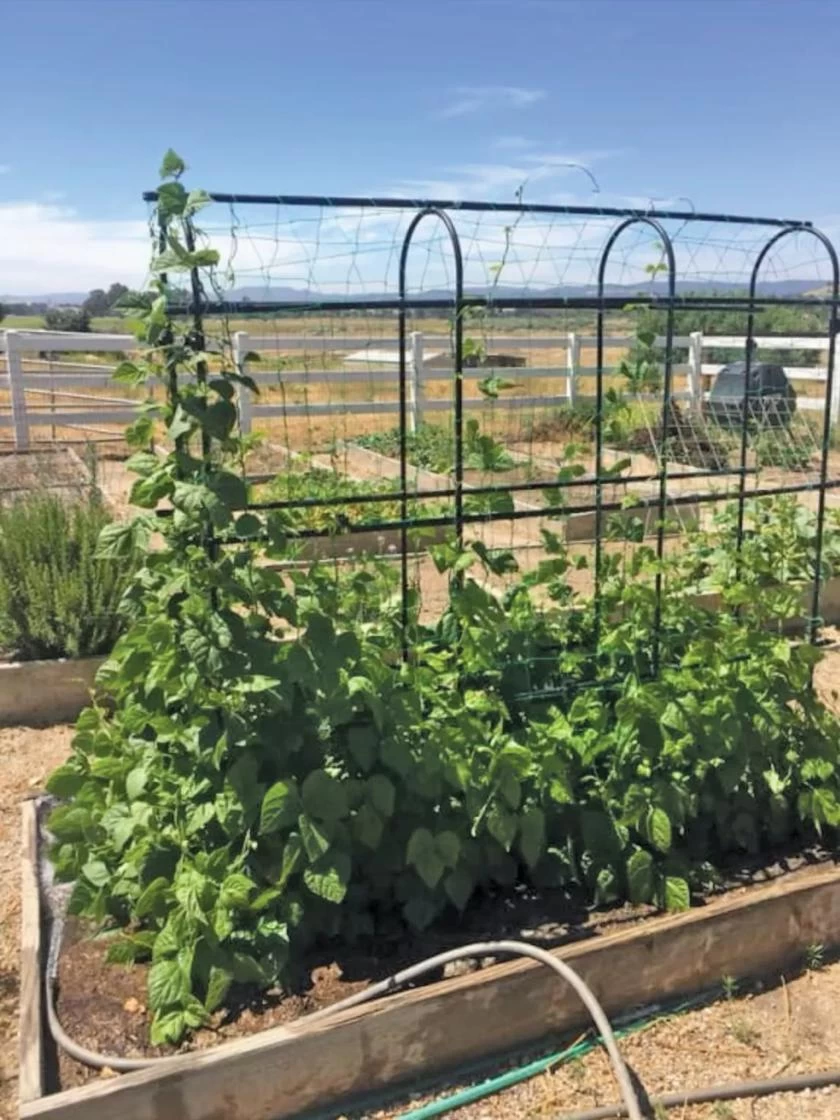 Titan Pea Tunnel 4 Titan Pea Tunnel - Image 4