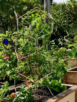 Gardener's Vertex Lifetime Pepper And Eggplant Cage 11 Gardener's Vertex Lifetime Pepper And Eggplant Cage -Garden Supplies 8599554 01CUST tif