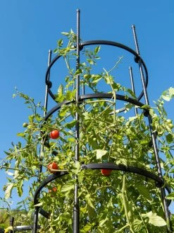 Titan Tall Tomato Cages, Set Of 3 -Garden Supplies 8599860 0066 tif