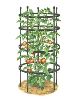 Titan Tomato Cages, Set Of 3 -Garden Supplies 8599861 0001 art tif