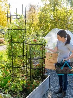 Titan Tomato Cages, Set Of 3 -Garden Supplies 8599861 0114 tif