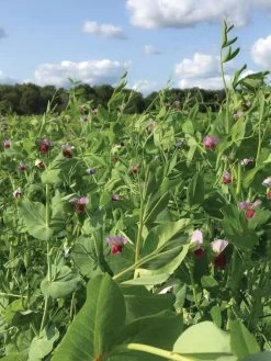 Field Peas, Oats And Vetch Mix Organic Seeds