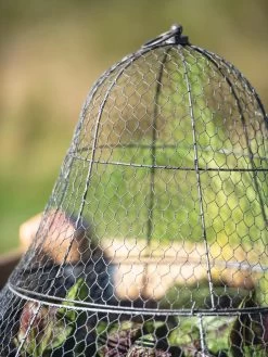 Chicken Wire Cloche With Extension -Garden Supplies 8600116 0607 tif