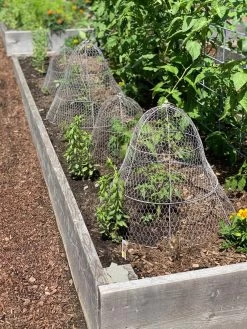 Chicken Wire Cloche With Extension -Garden Supplies 8600116 4930 tif