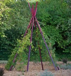 Annabel Tipi Trellis