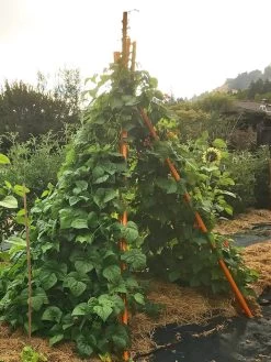 Annabel Tipi Trellis 10 Annabel Tipi Trellis -Garden Supplies 8600521 02V tif