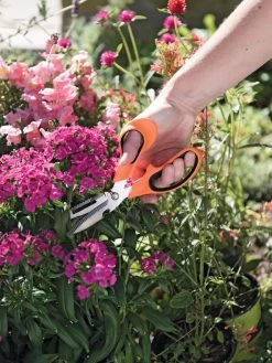 Gardener's Multi Purpose Scissors -Garden Supplies 8608655 19551 tif