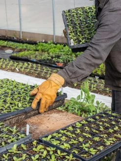 The Vermonter By Vermont Glove -Garden Supplies 8608918 08v