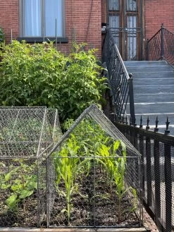 Chicken Wire Crop Coop -Garden Supplies 8609080 02CUST tif