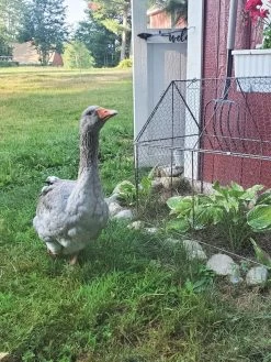 Chicken Wire Crop Coop -Garden Supplies 8609080 02IN tif