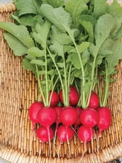 Family Garden Organic Seed Collection, Set Of 7 -Garden Supplies 8610262 Cherry Belle Radish 06V tif