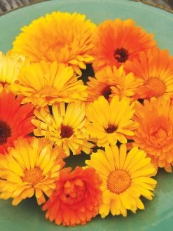 Family Garden Organic Seed Collection, Set Of 7 -Garden Supplies 8610262 Pacific Beauty Calendula 07V tif