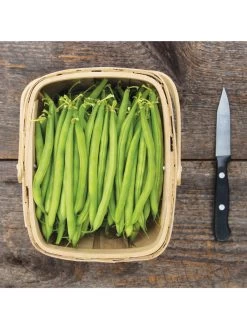 Antigua Bush Bean Organic Seeds -Garden Supplies 8610262 antigua bean 8 15 18 05v