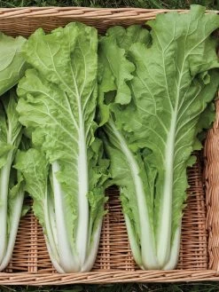 Silk Road Garden Organic Seed Collection, Set Of 6 -Garden Supplies 8610264 tokyo bekana 02v