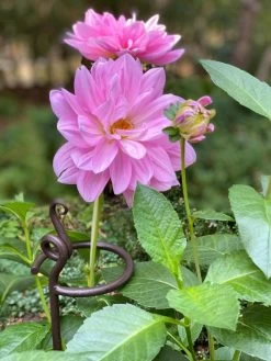 Arden Single Stem Supports, Set Of 2 -Garden Supplies 8610375 5703 tif