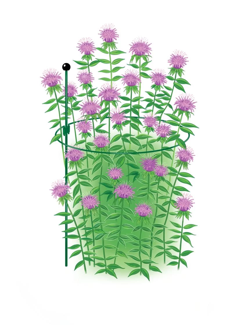 Peacock Classic Plant Support Rings 15", Set Of 2 2 Peacock Classic Plant Support Rings 15", Set Of 2 - Image 2