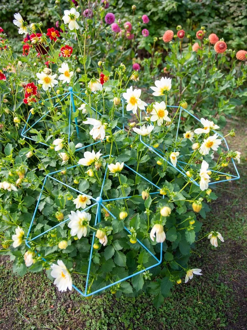 Parasol Plant Supports, Set Of 3 2 Parasol Plant Supports, Set Of 3 - Image 2