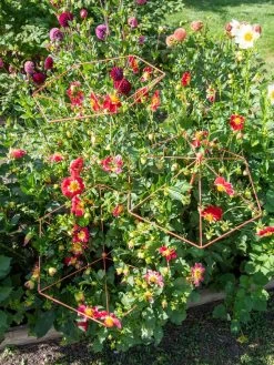 Parasol Plant Supports, Set Of 3 11 Parasol Plant Supports, Set Of 3 -Garden Supplies 8611129 050 tif