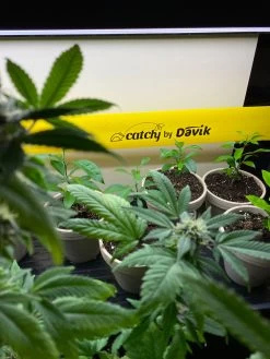 Catchy Natural Greenhouse Pest Protection Sticky Roll, 30’ -Garden Supplies 8611979 8004